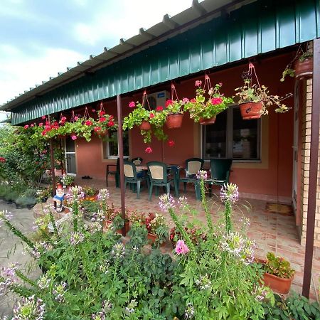 Bed and Breakfast Sud ,,Antal I Olga,, Skorenovac Exterior foto