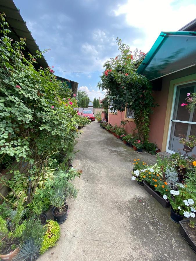 Bed and Breakfast Sud ,,Antal I Olga,, Skorenovac Exterior foto